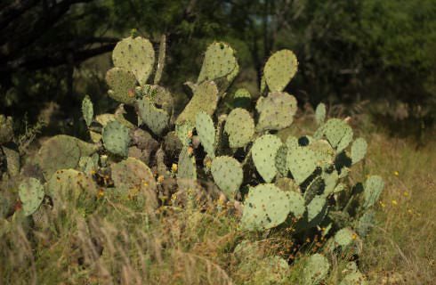 Close up view of multiple pieces of cactus surrounded by green grass and trees