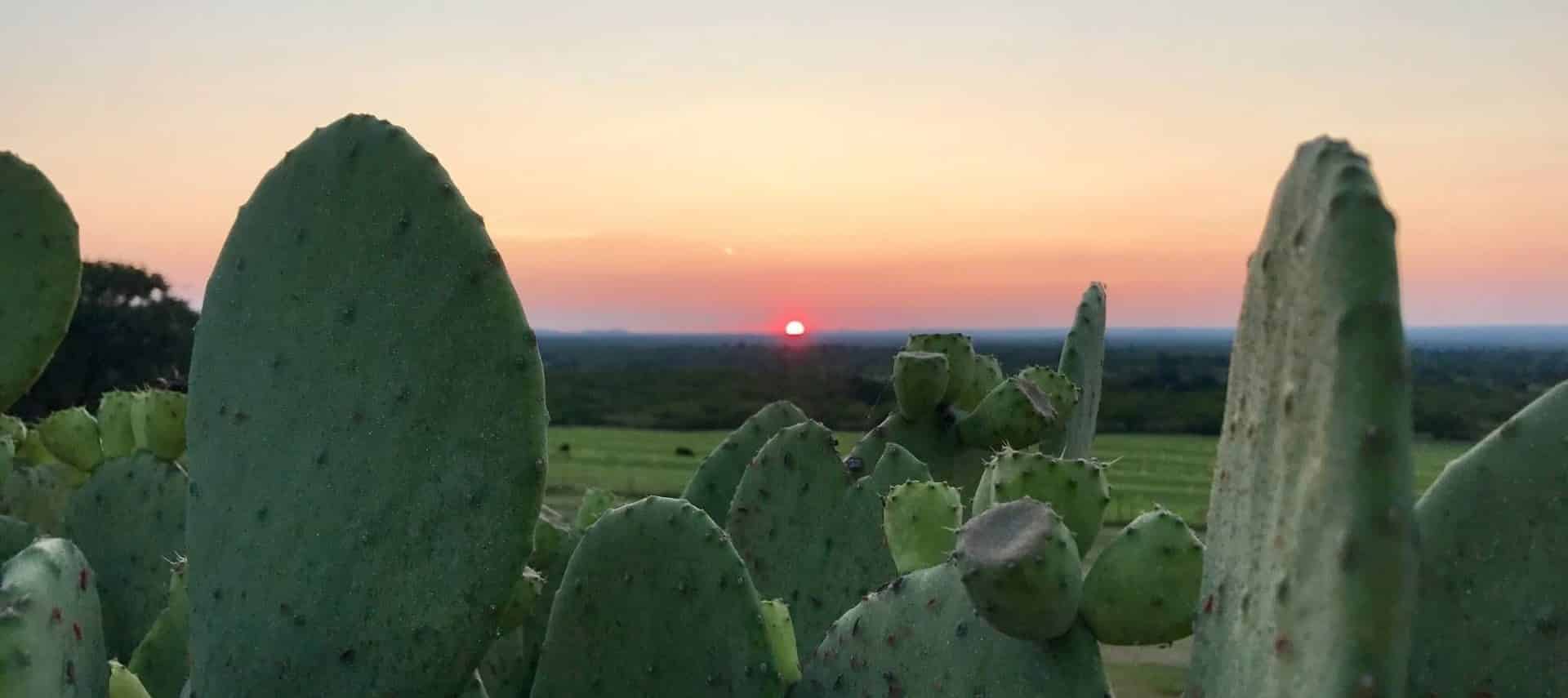 Close up view of cactus with green fields, trees, and setting sun in the background