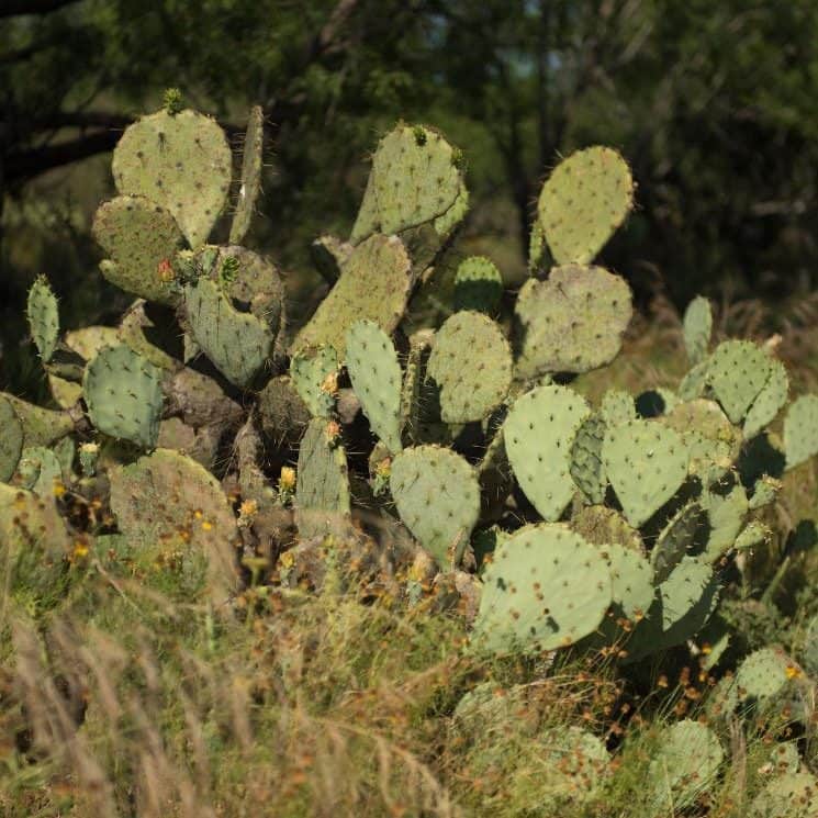 Close up view of multiple pieces of cactus surrounded by green grass and trees