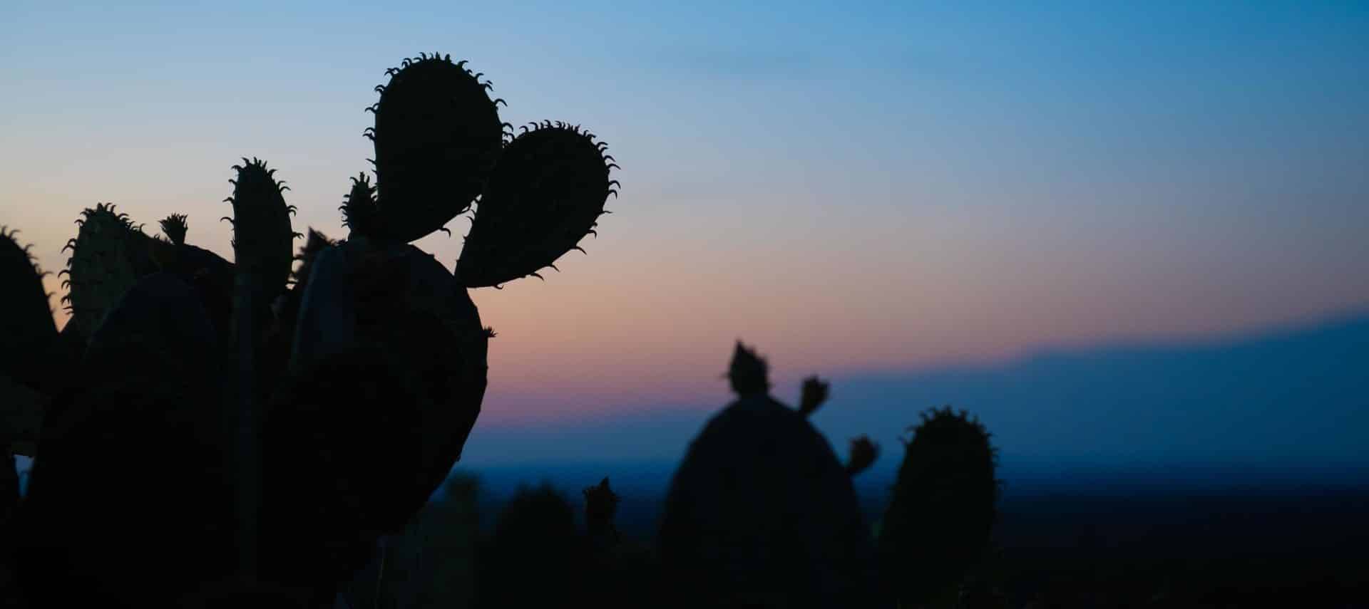 Dark profiles of cactus at dusk with shades of blue and pink in the sky